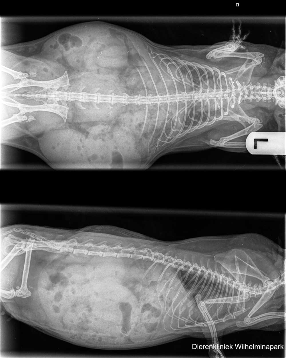 rontgenfoto's van June